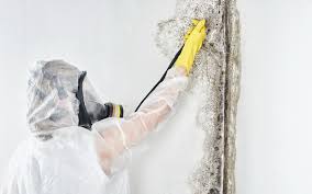 Why You Should Choose Our Mold Remediation Services in Pleasanton, TX